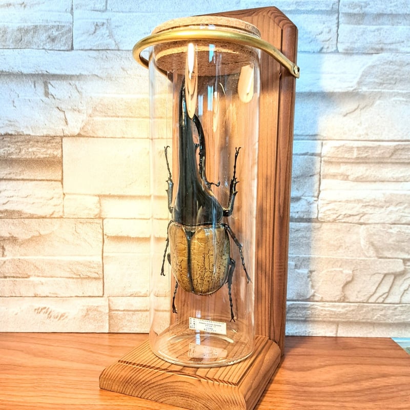 1点もの【昆虫標本】特大サイズ ヘラクレスオオカブト163mm 学術型