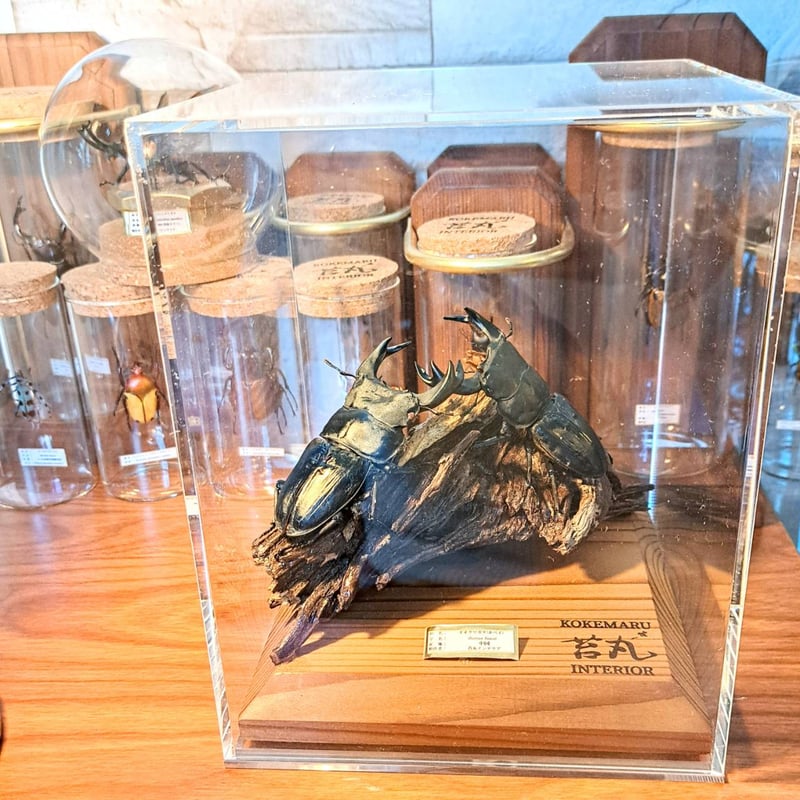 ハチの巣標本 ガラスケース付き 大型標本展示用ショーケース】170×170×200 ※アクリル製ケース、無垢材