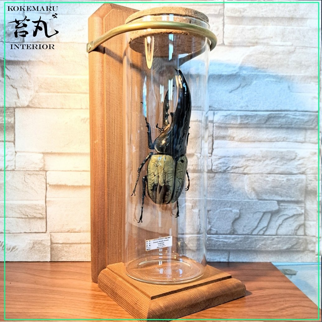 1点もの【昆虫標本】(極太血統)ヘラクレスオオカブト♂123.1mm 学術型