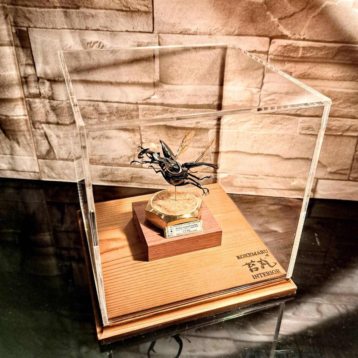 昆虫標本☆厳選超美個体☆ミャンマー産ウエストウッディオオシカ