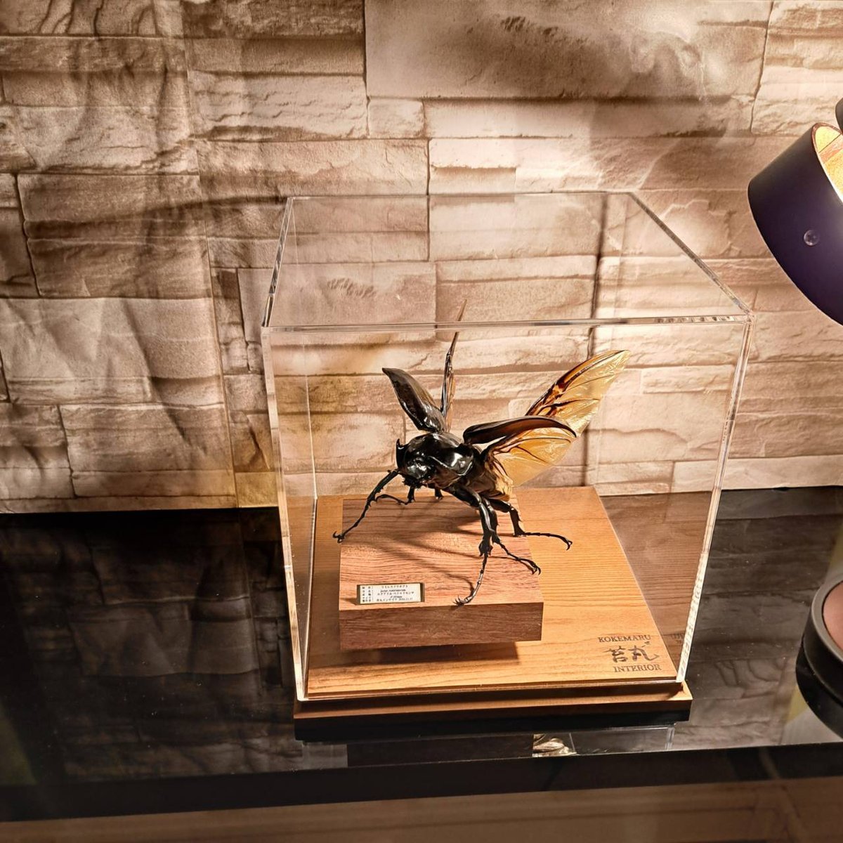 コロンビア産　ラミレスゾウカブト　90mm コロンビア産 ラミレスゾウカブト 111mmX52mm