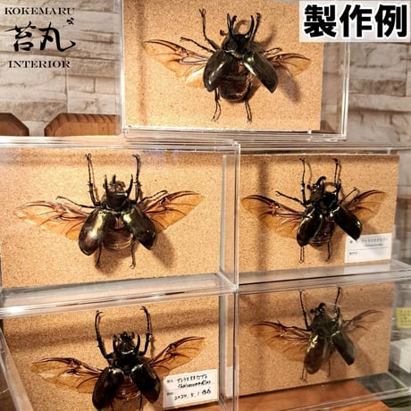 【標本用死虫 ※送料込み】アトラスオオカブト♂60～70mm 未展足個体
