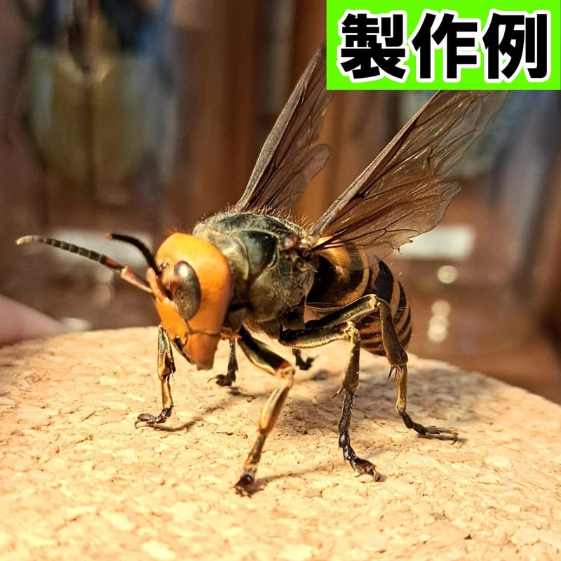 標本用・薬品処理済み】オオスズメバチ Sサイズ（約30〜40mm）｜乾燥