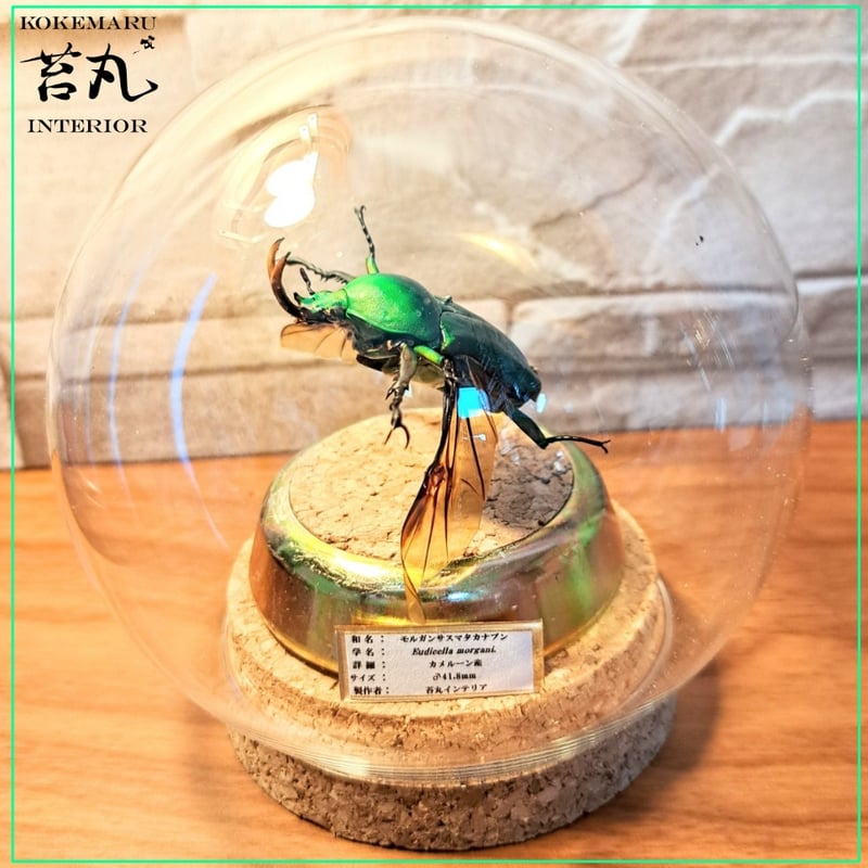 フィリピン産 セスジドウナガテナガ <0406z昆虫標本> 東南アジアの