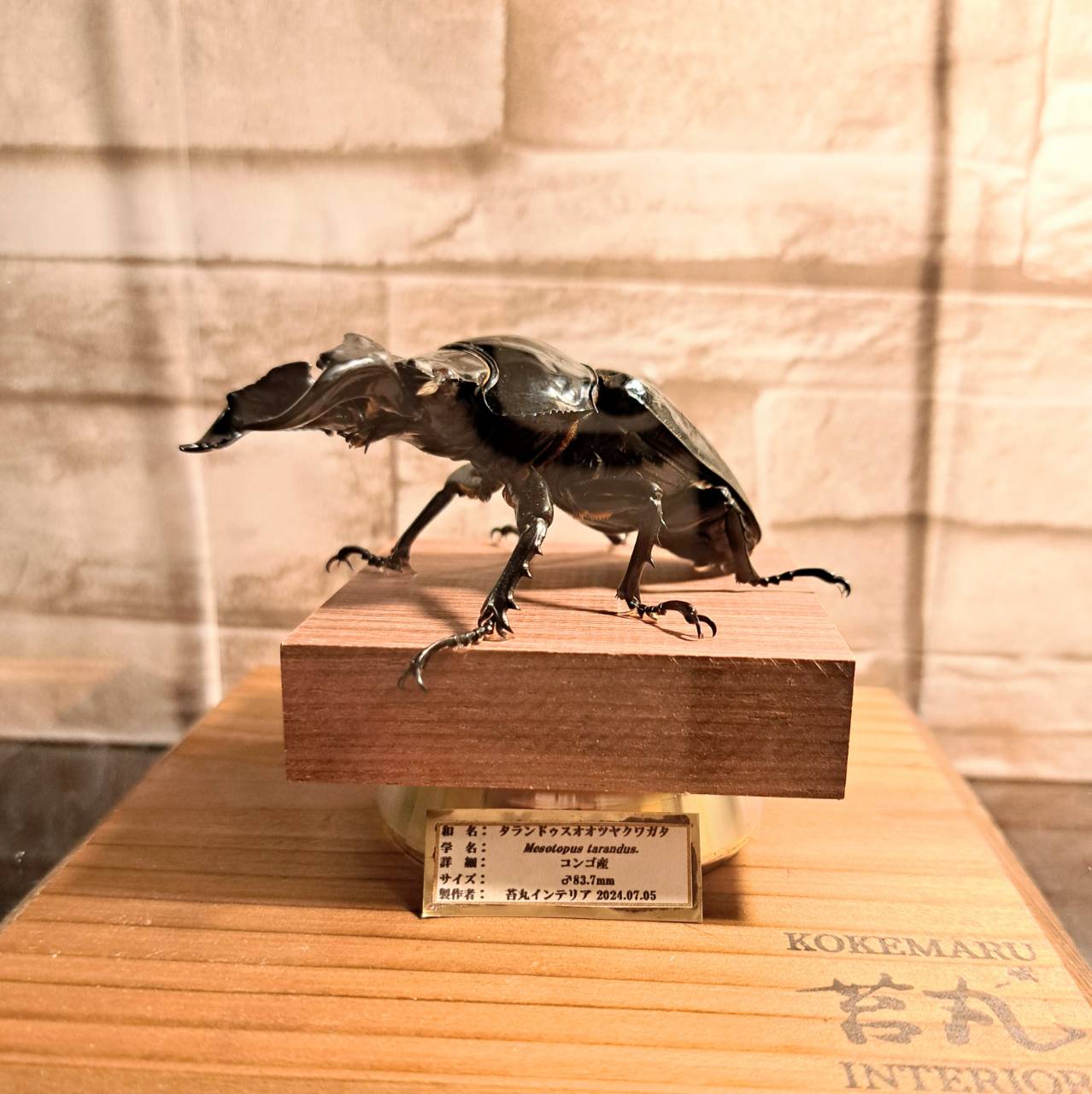 【90mm】タランドゥスオオツヤクワガタ 標本 Mesotopus original