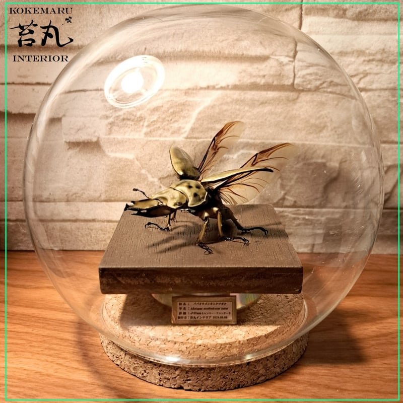 昆虫標本】ババオウゴンオニクワガタ♂57mm 立体飛翔型ガラス