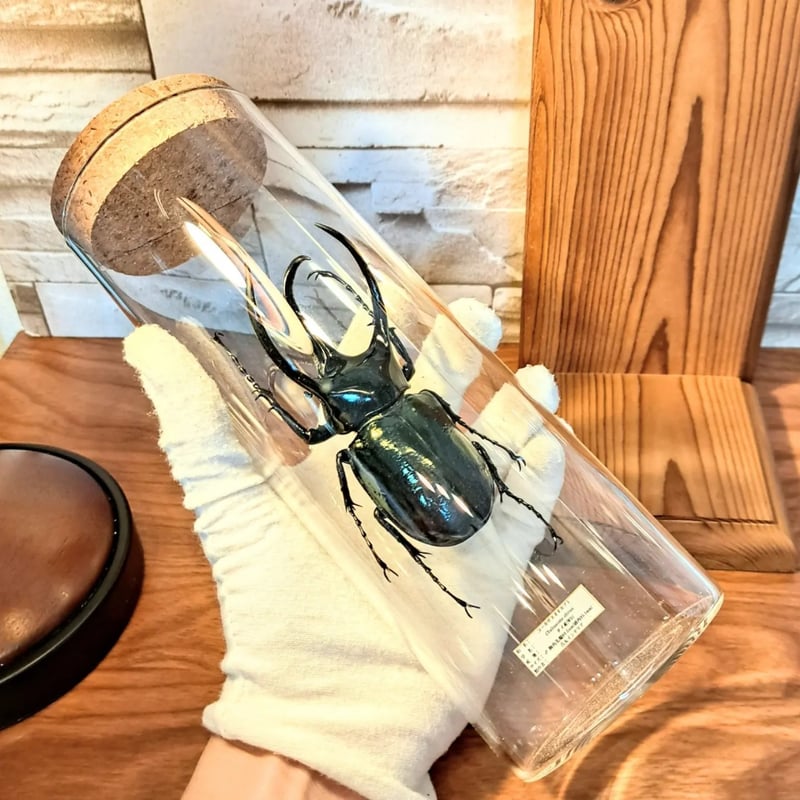 1点もの【昆虫標本】(レア品)コーカサスオオカブト♂単体99.5mmタイ産