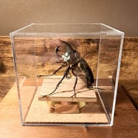 ローゼンベルグオウゴンオニクワガタ♂標本 ローゼンベルグ オウゴンオニクワガタ 標本 - メルカリ