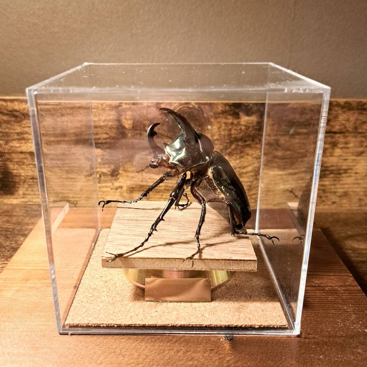 昆虫標本】アトラスオオカブト♂ 立体標本 キューブケース展示