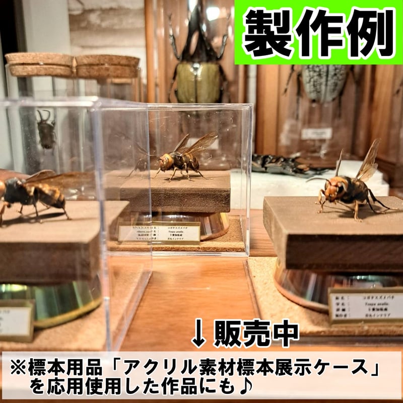 標本用死虫 ※送料込み】オオスズメバチ B品 未展足個体 | 苔丸