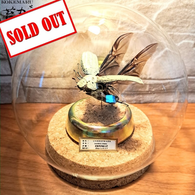 1点もの【昆虫標本】シロオオコフキコガネ飛翔仕上げ ガラスドーム