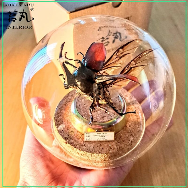 志賀昆虫普及社【本格昆虫標本11点セット/中型】チョウ 蝶々 志賀昆虫普及社【本格昆虫標本11点セット/中型】チョウ 蝶々