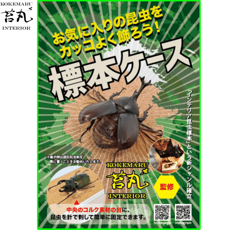 ゴーリーオバケクロツヤムシ76mm標本(ケース付き) 標本ケース】自由に飾る昆虫標本ディスプレイ｜どこでも刺せる背面板