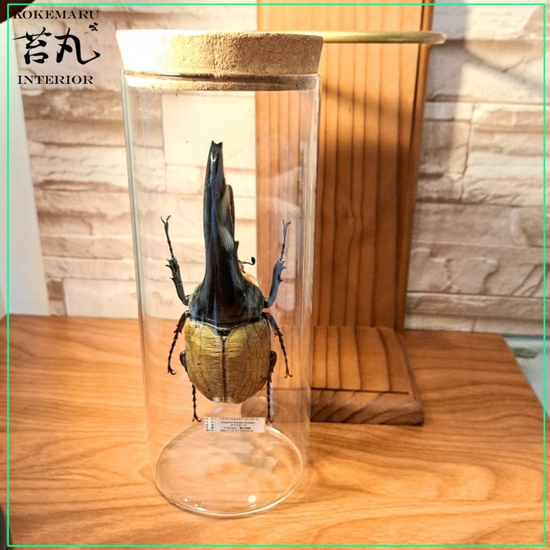 昆虫標本】ヘラクレスオオカブト♂(極太血統)132.8mm 学術型インテリア