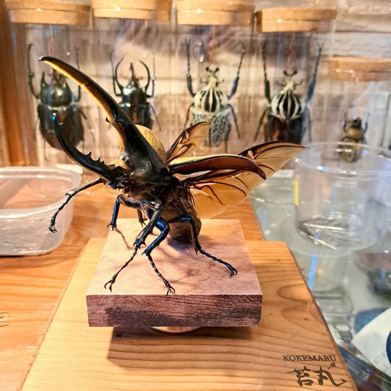 ラグジュアリー 昆虫標本】ヘラクレスオオカブト♂140.2mm 立体 ラグジュアリー 昆虫標本】ヘラクレスオオカブト♂140.2mm 立体
