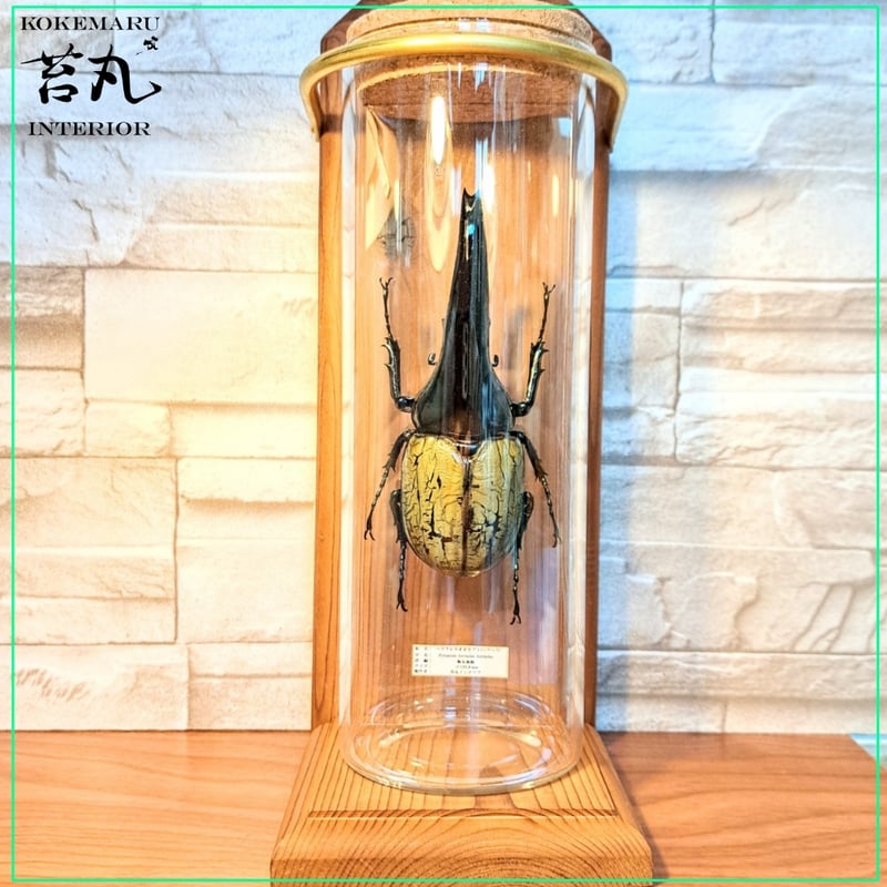 1点もの【昆虫標本】(極太血統)ヘラクレスオオカブト♂122.8mm 学術型