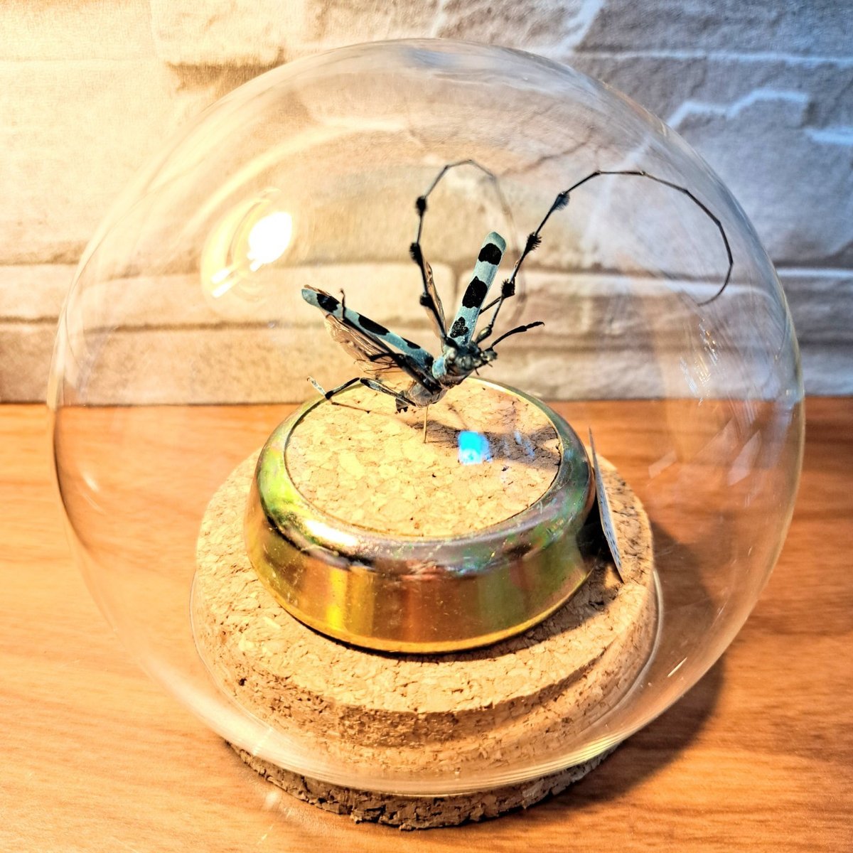 昆虫標本】ルリボシカミキリ飛翔標本 ガラスドーム展示(ミニ