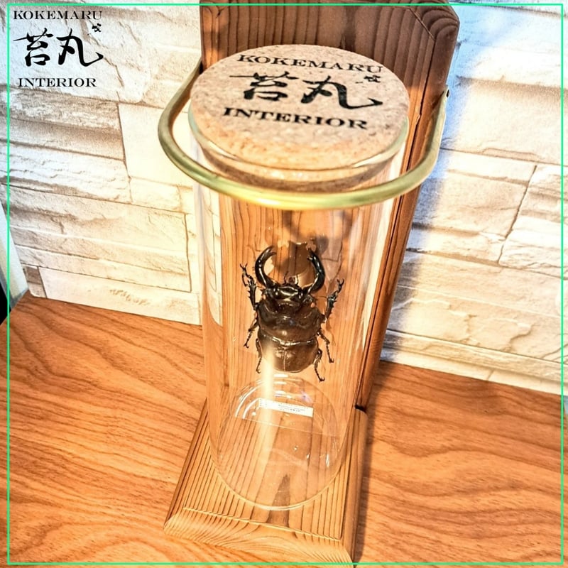 残り在庫1点【昆虫標本】(大型)タランドゥスオオツヤクワガタ 残り在庫1点【昆虫標本】(大型)タランドゥスオオツヤクワガタ