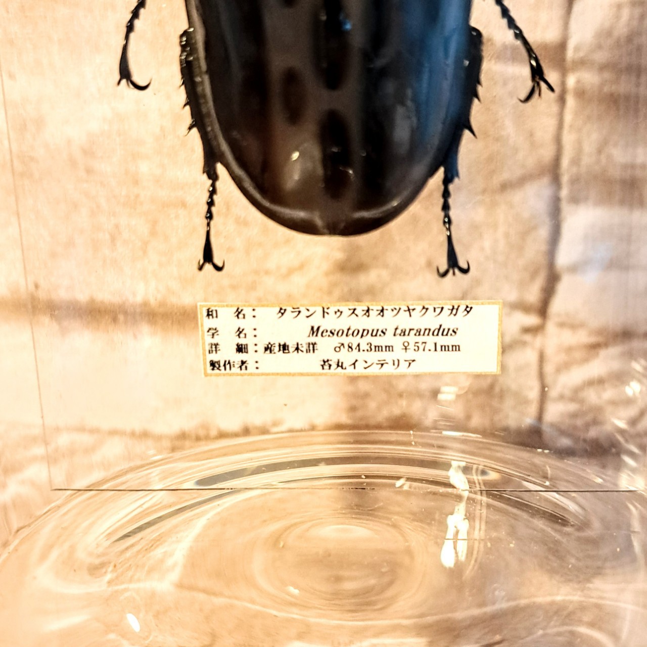1点もの【昆虫標本】(大型)タランドゥスオオツヤクワガタ♂84.3mm
