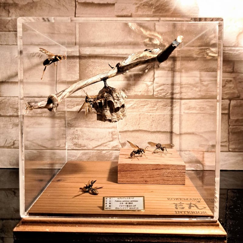大型標本展示用ショーケース】200×200×210 ※アクリル製ケース、無垢材
