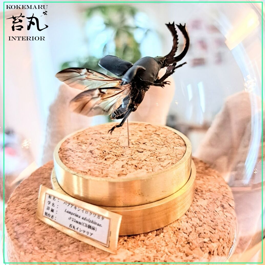 昆虫標本】パプアキンイロクワガタ 飛翔型ガラスドーム展示(ミニ