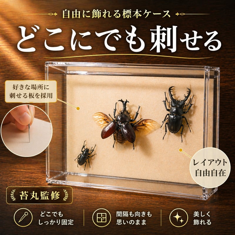 クワガタ標本 8体セット 展示ケース付き 楽天市場】昆虫標本 ケースの通販