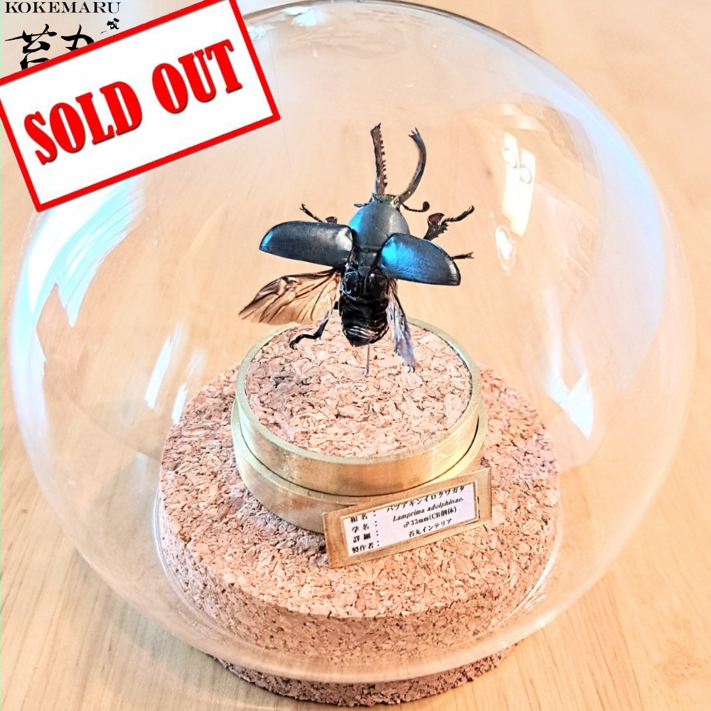 昆虫標本】パプアキンイロクワガタ 飛翔型ガラスドーム展示(ミニ