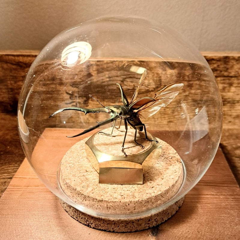 メタリフェルホソアカクワガタ(95mm)標本 メタリフェルホソアカクワガタ標本 箱付き | 深谷爬虫類館