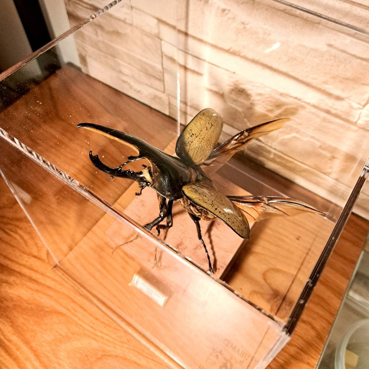 良型！ 152㎜+ ヘラクレスオオカブト 昆虫標本 標本 D.Hヘラクレス