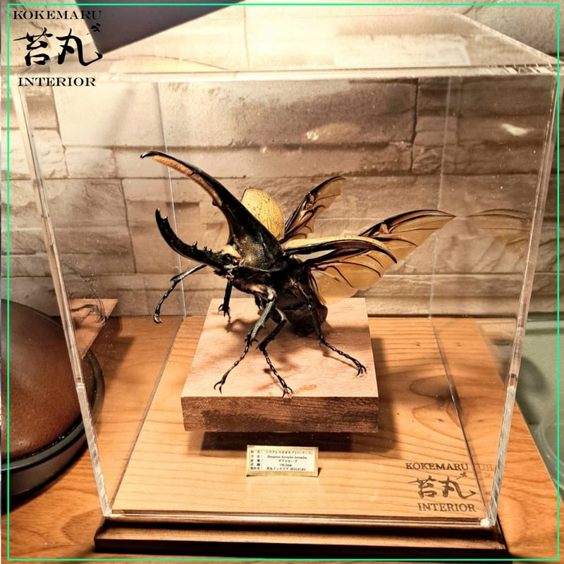 ラグジュアリー 昆虫標本】ヘラクレスオオカブト♂140.2mm 立体 ラグジュアリー 昆虫標本】ヘラクレスオオカブト♂140.2mm 立体