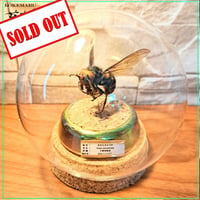 【昆虫標本】オオスズメバチ♀ミツバチ捕獲瞬間飛翔仕上げ ガラスドーム展示(ミニドーム)