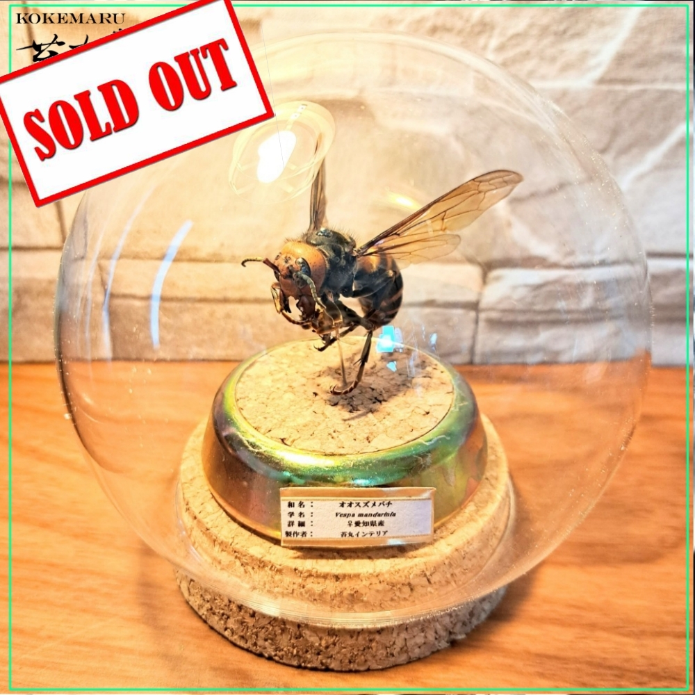昆虫標本】オオスズメバチ♀ミツバチ捕獲瞬間飛翔仕上げ ガラスドーム