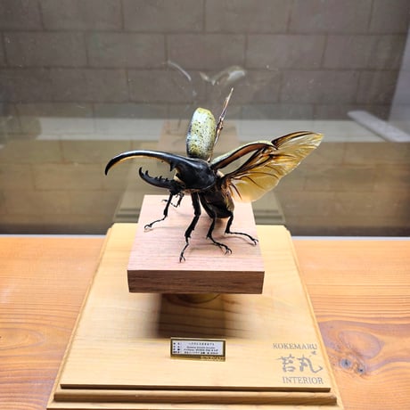 【HYOHON-角(kaku)-】ヘラクレスオオカブト113mm♂(Dynastes hercules hercules)