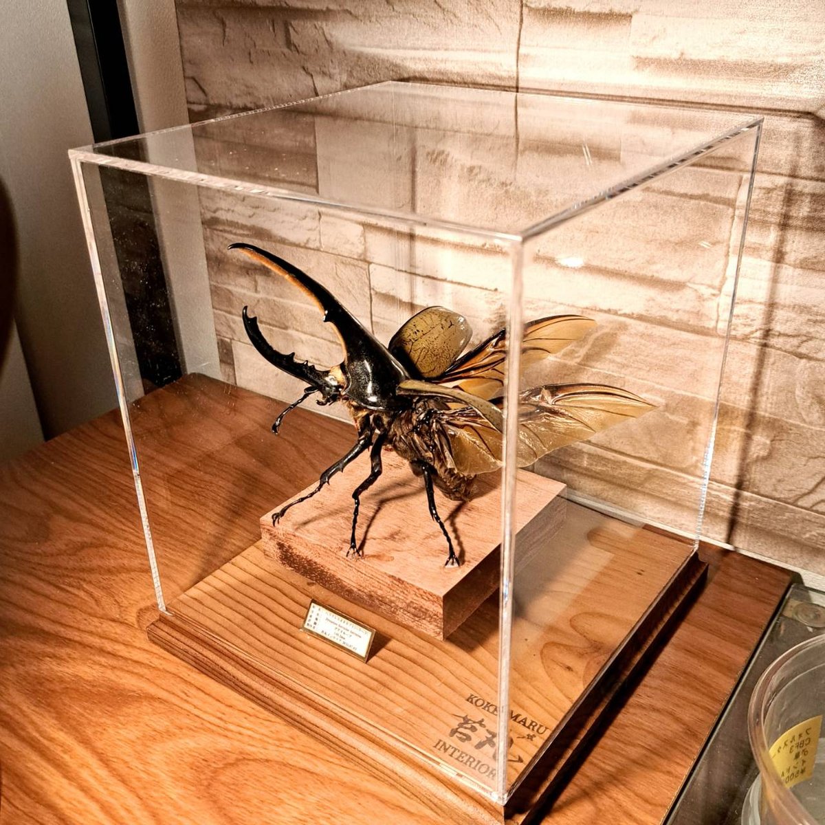 HYOHON『角』s20】ヘラクレスオオカブト♂140.2mm 立体型標本