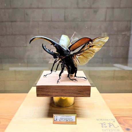 【HYOHON-角(kaku)-】ヘラクレスオオカブト113mm♂(Dynastes hercules hercules)