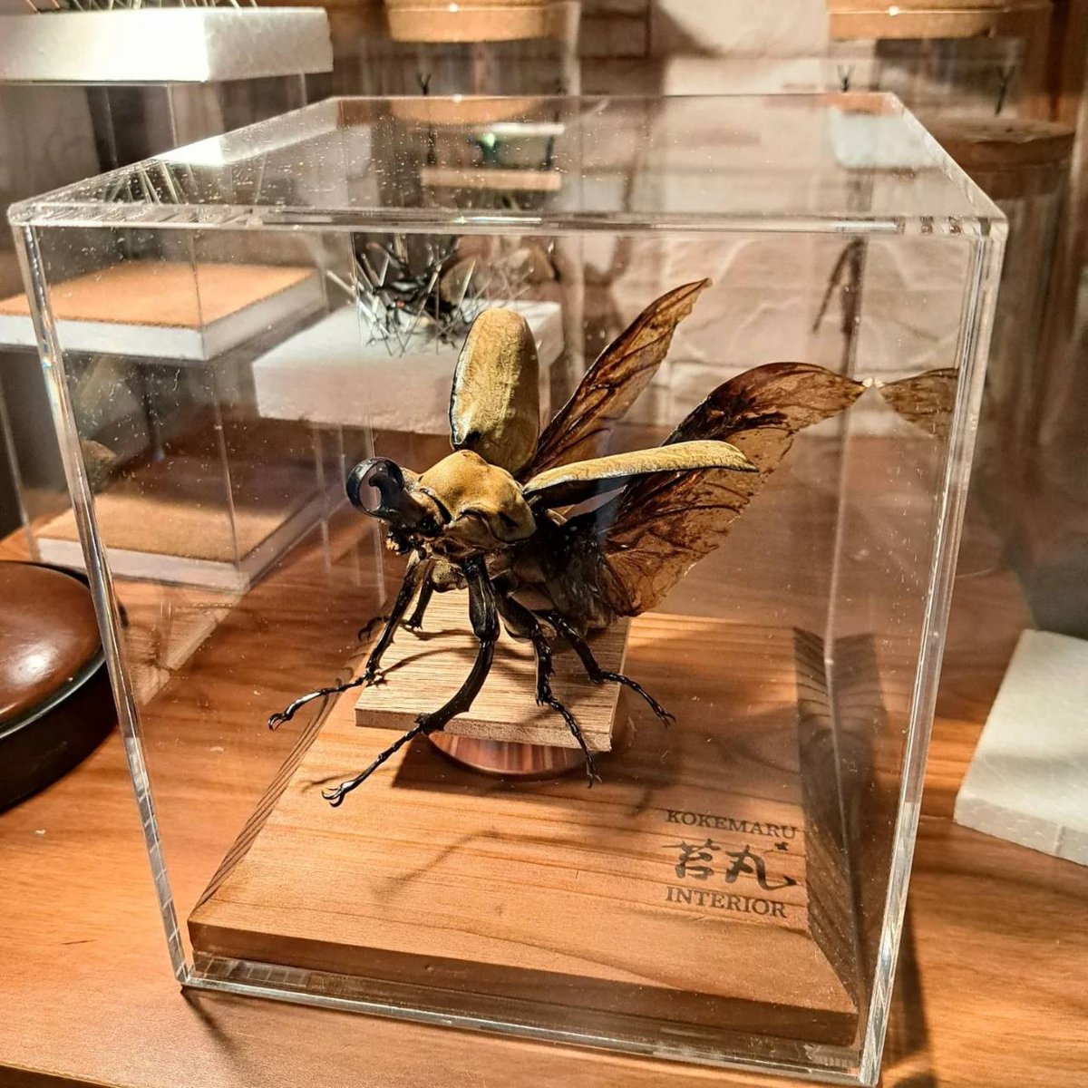 大阪直接取引限定　大型ガラスショーケース180＊45＊150(155？)cm 大阪直接取引限定大型ガラスショーケース180＊45＊150(155？)cm