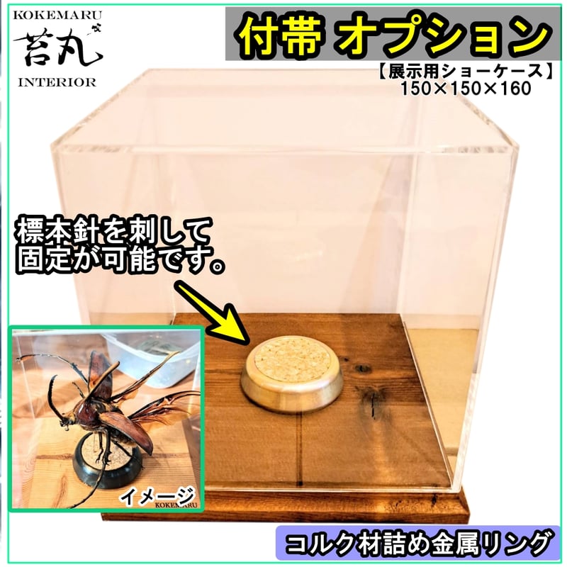 【ショーケース】150×150×180 ※アクリル製ケース、無垢材土台 大型標本展示用ショーケース】150×150×180 ※アクリル製ケース