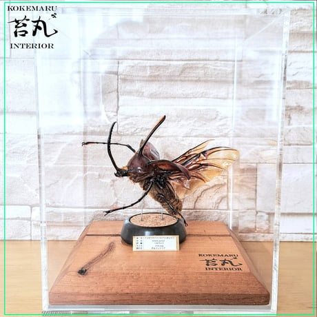 １点もの【昆虫標本】ゴロファ・ポルテリ♂94.1mm飛翔 透明ケース展示