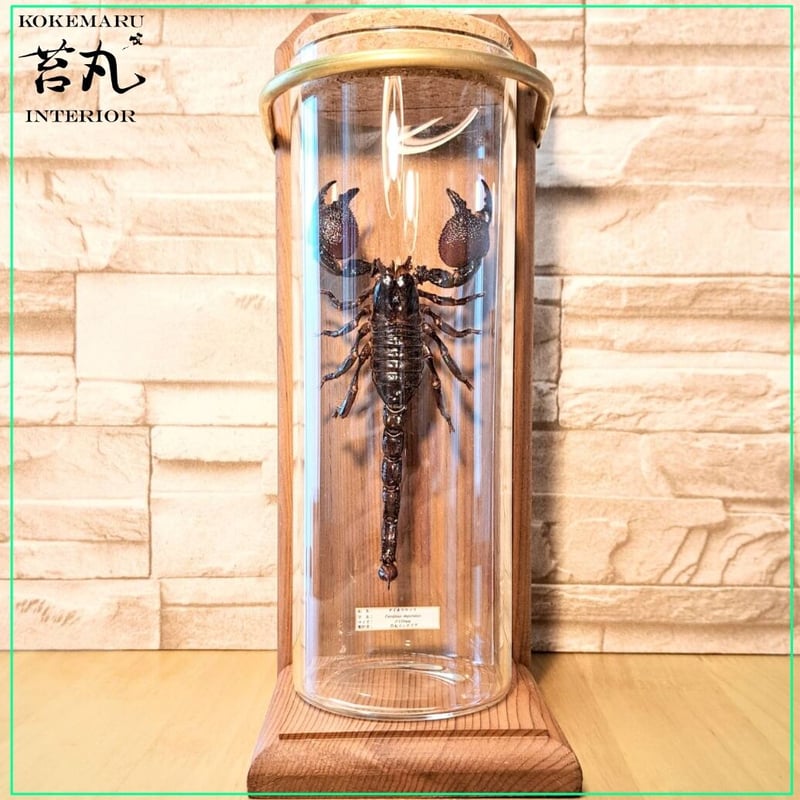 標本】ダイオウサソリ120mmUPインテリア瓶(大)展示 ※木製展示土台付