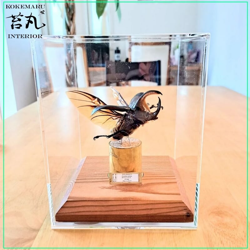 昆虫標本】サタンオオカブト♂87mm飛翔 透明ケース展示 | 苔丸