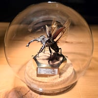 HYOHON『球』S】ニジイロクワガタ♂58.1mm 立体標本仕上げキューブ