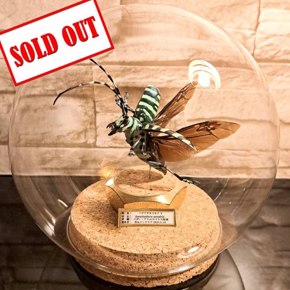 6.ラブラドライトで作ったカミキリ虫　　天然石　処分 6.ラブラドライトで作ったカミキリ虫 天然石 処分 【公式通販】