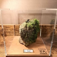 【HYOHON『Singularis(シンギュラリス)』】作品名『苔生す石の詩(こけむすいしのうた)』