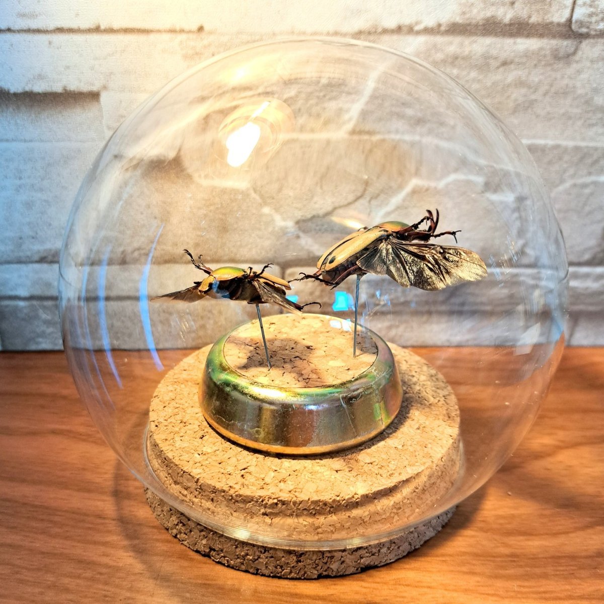 カナブン様 専用ページ 2024,4/23 新着WILD アフリカ・カメルーン便 ミカンスツノ