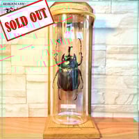 HYOHON『柱』L】ウガンデンシスオオツノカナブン61mm♂ ※旧型瓶使用