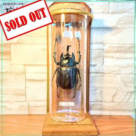 昆虫標本 | STORES