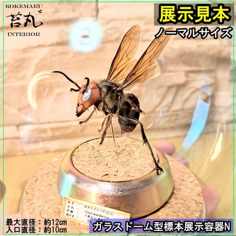 【ガラスドーム型展示ケース(Ｍ)】直径12㎝ 針刺しコルク台座付き