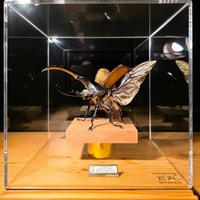 【HYOHON-角(kaku)-】ヘラクレスオオカブト(Dynastes hercules hercules)♂141mm