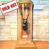 HYOHON『柱』L】ウガンデンシスオオツノカナブン61mm♂ ※旧型瓶使用