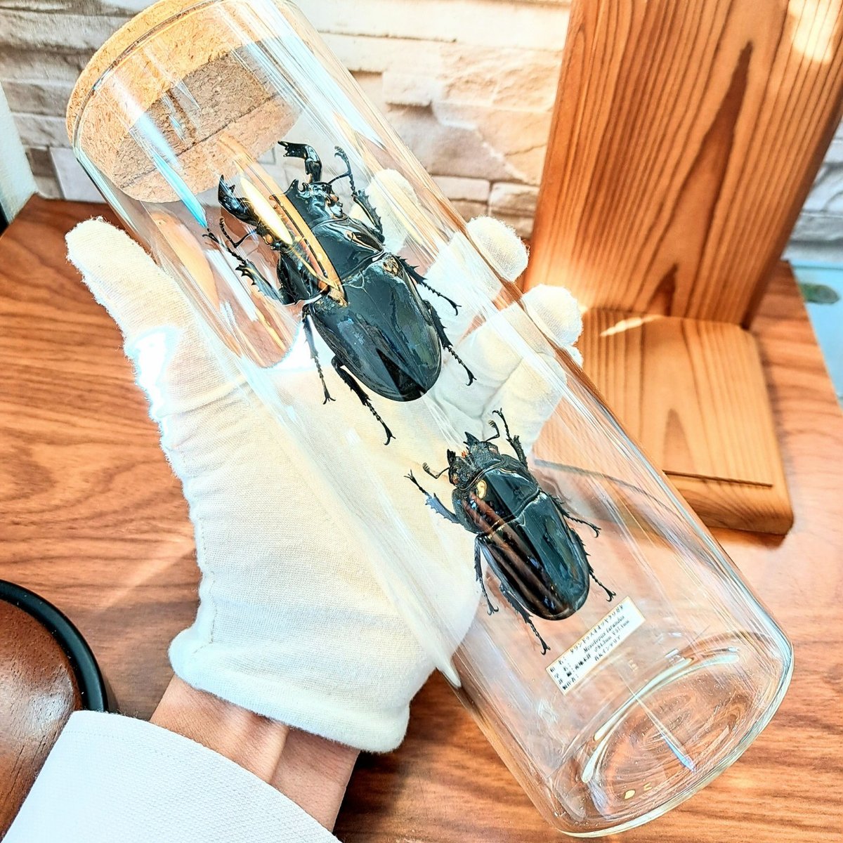 1点もの【昆虫標本】(大型)タランドゥスオオツヤクワガタ♂84.3mm